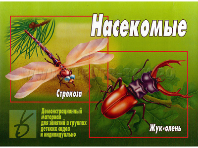Демонстрационный материал "Насекомые" Демонстрационный материал "Насекомые"