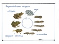 Магнитный набор "Жизненный цикл лягушки"