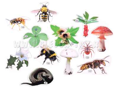 Набор магнитных карточек Лесные опасности (к плакату Лес, тема 10)