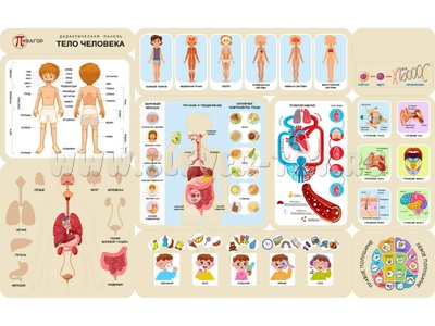 Дидактическая панель "Тело человека"