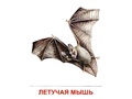 Демонстрационные картинки СУПЕР. Дикие животные 2 (16 шт.) Демонстрационные картинки СУПЕР. Дикие животные 2 (16 шт.)