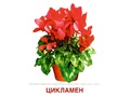 Демонстрационные картинки СУПЕР. Комнатные растения (16 шт.) Демонстрационные картинки СУПЕР. Комнатные растения (16 шт.)