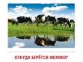 Демонстрационные картинки СУПЕР. Молоко и молочные продукты (16 шт.) Демонстрационные картинки СУПЕР. Молоко и молочные продукты (16 шт.)