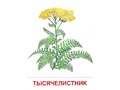 Демонстрационные картинки СУПЕР. Цветы полевые (16 шт.) Демонстрационные картинки СУПЕР. Цветы полевые (16 шт.)