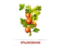 Демонстрационные картинки СУПЕР. Ягоды (16 шт.) Демонстрационные картинки СУПЕР. Ягоды (16 шт.)