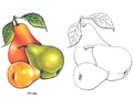 Раскраска Фрукты Раскраска Фрукты