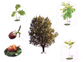 Набор магнитных карточек Жизнь дуба Изменения в жизни растения (к плакату Лес, тема 3)