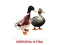 Демонстрационные картинки СУПЕР в папке. Птицы домашние и декоративные (16 шт.)